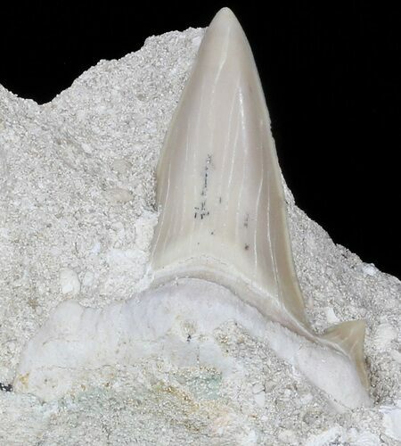 Otodus Shark Tooth Fossil In Rock - Eocene #56437